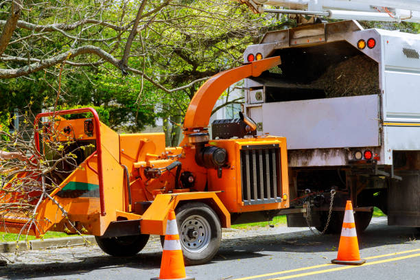 Professional Tree Removal in Galena, KS